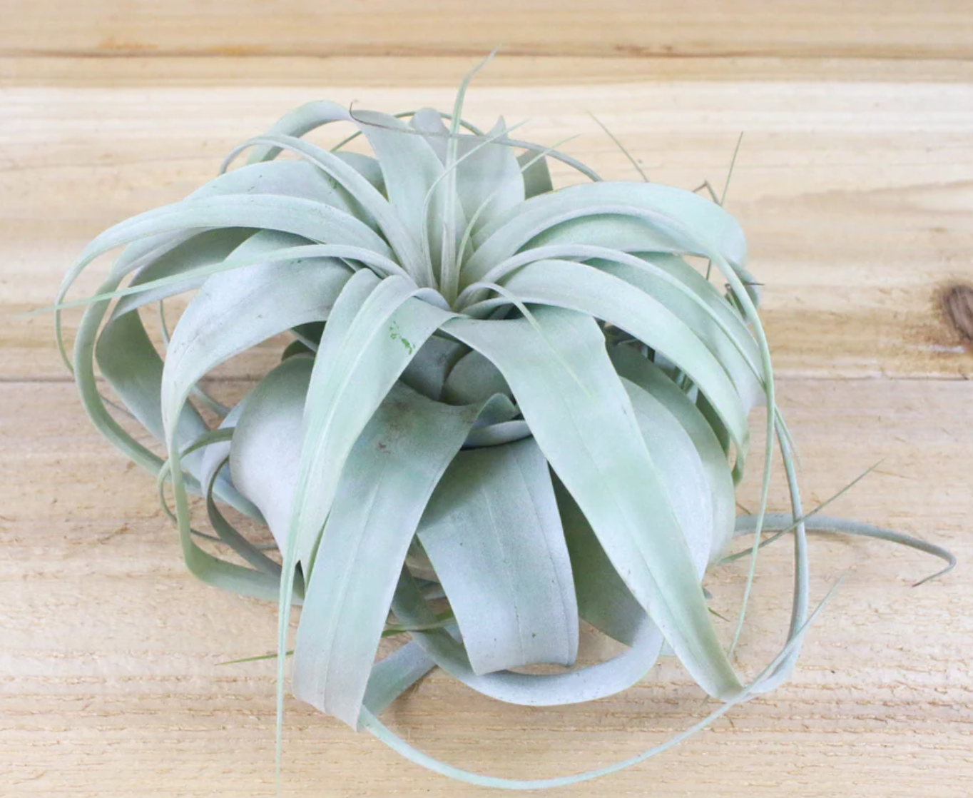 Tillandsia Xerographica