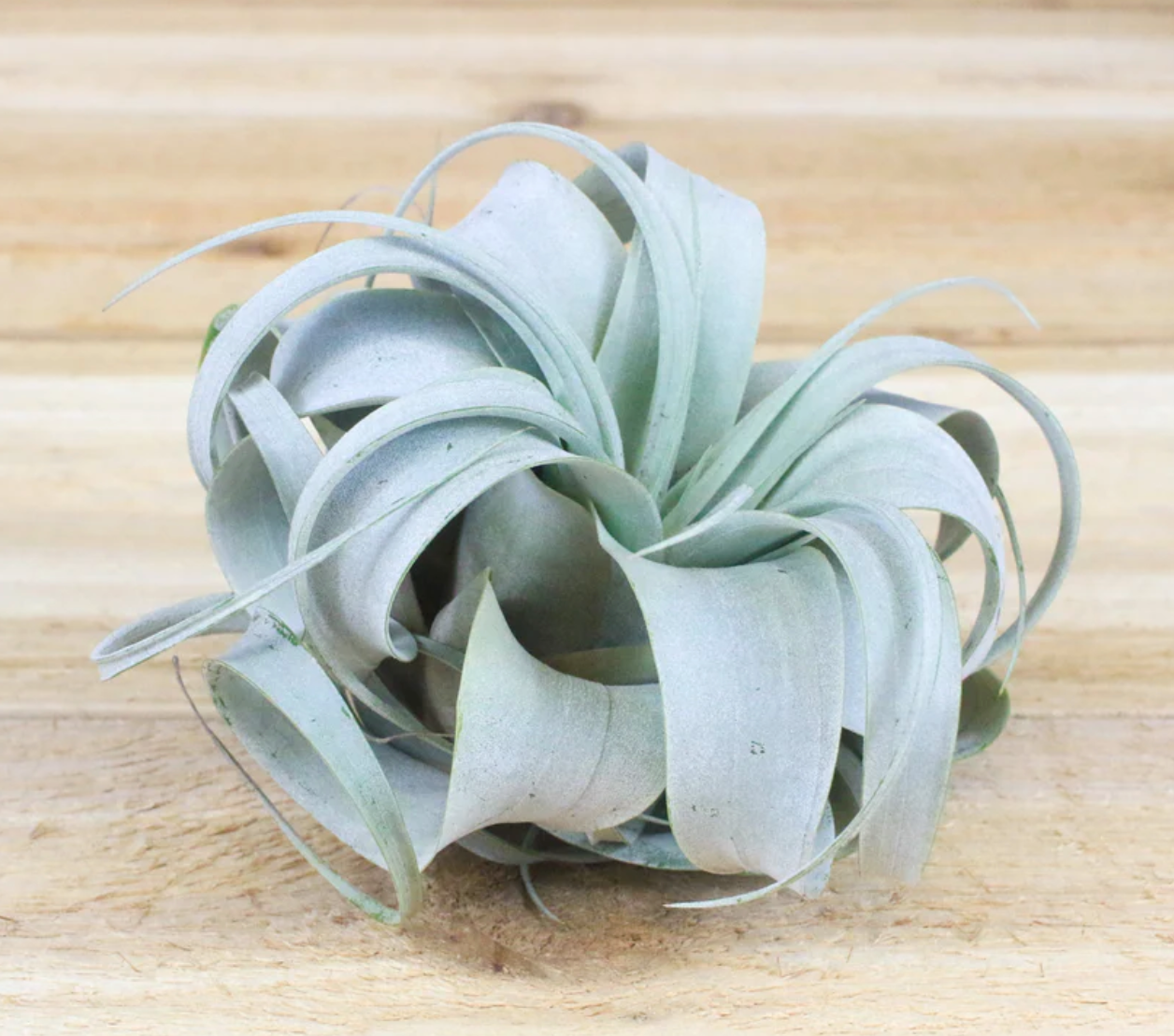 Tillandsia Xerographica