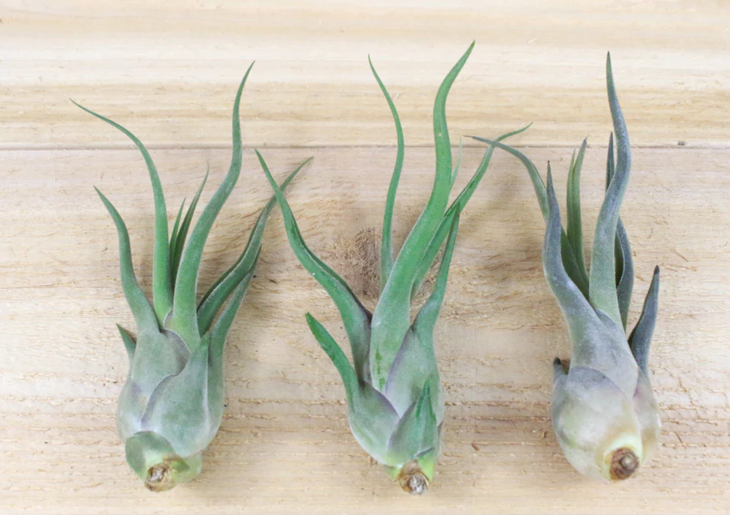 Tillandsia Caput Medusae Air Plant