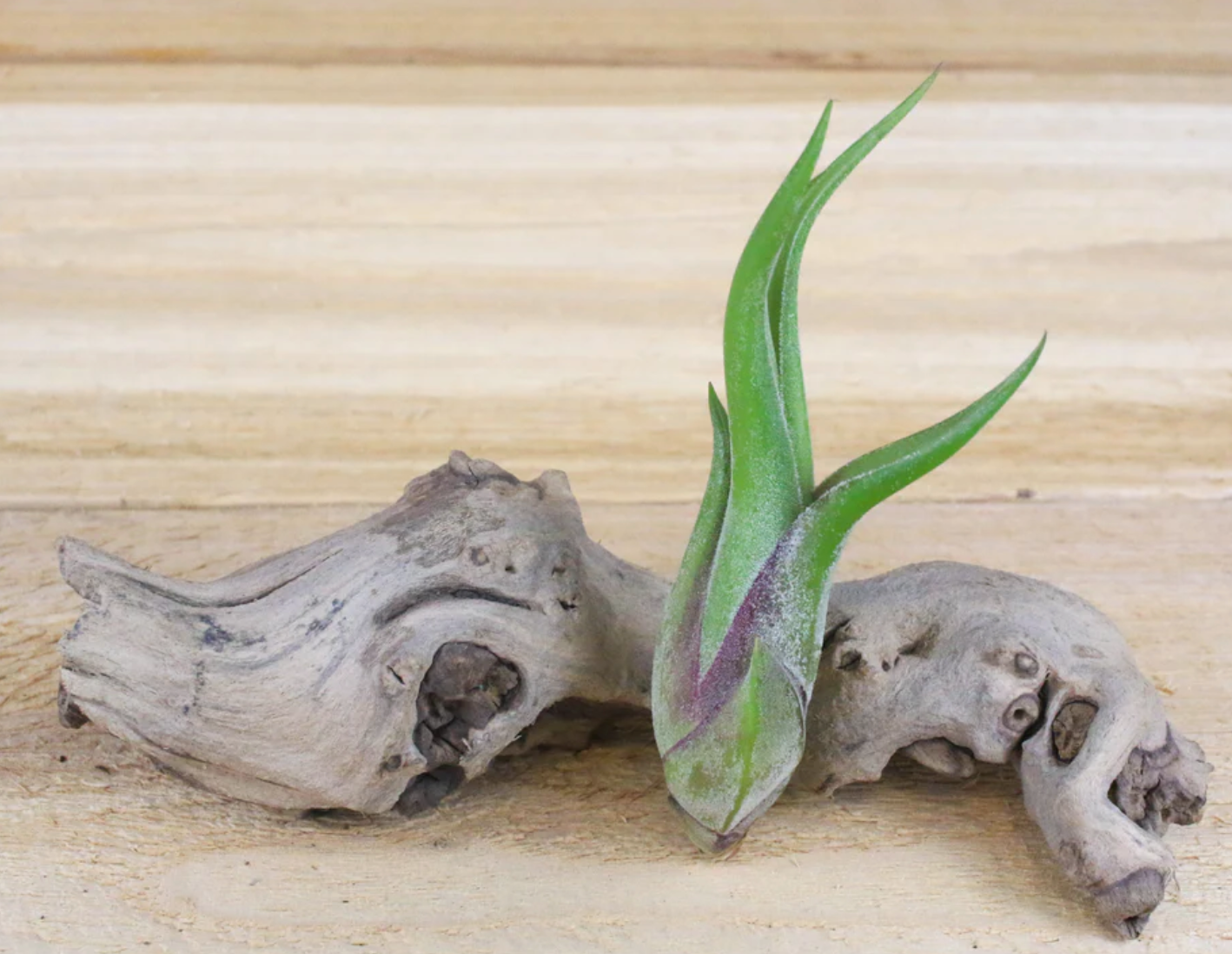 Tillandsia Caput Medusae Air Plant