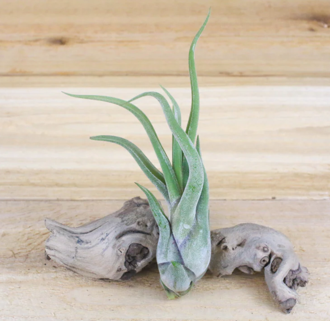 Tillandsia Caput Medusae Air Plant
