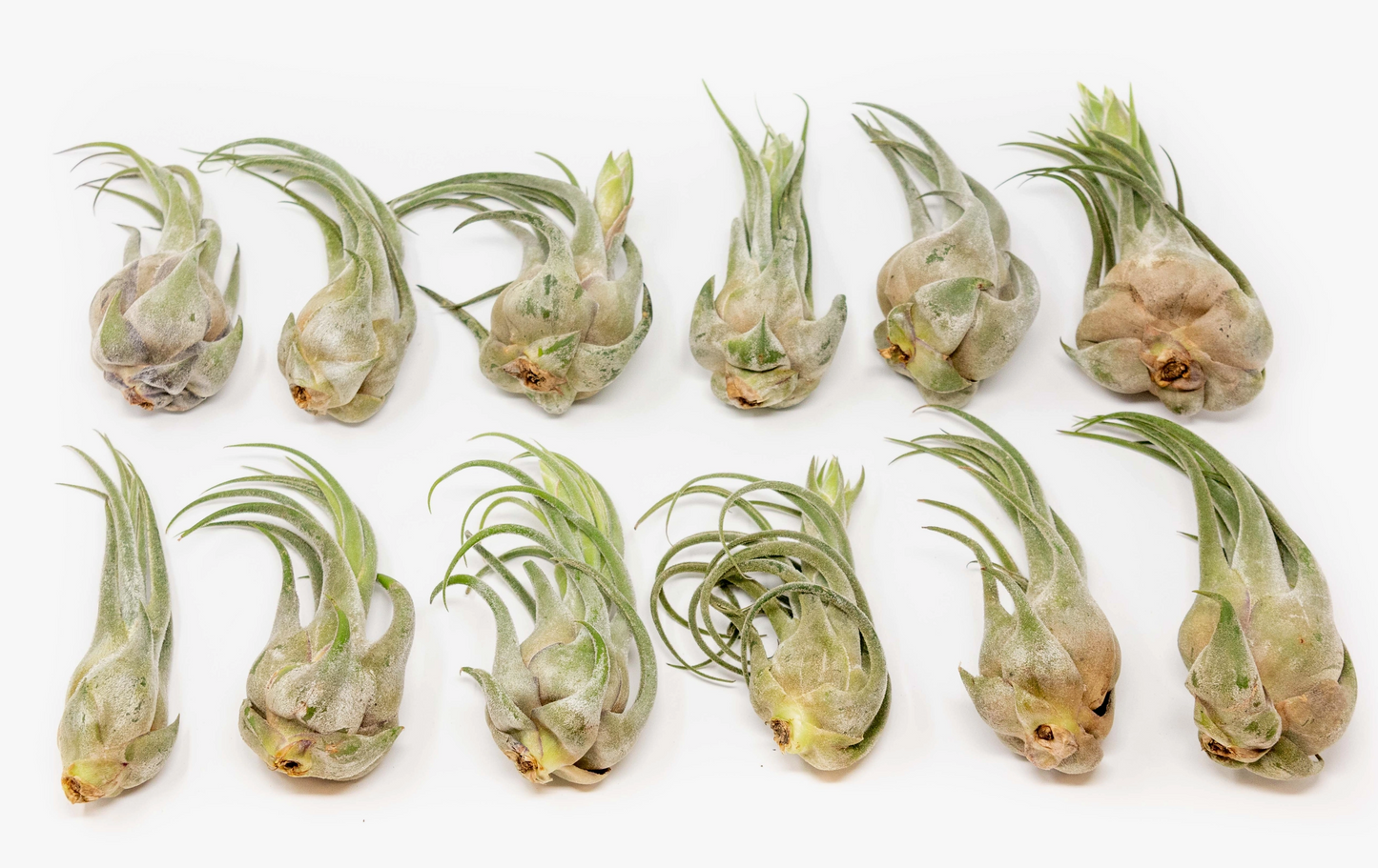 Tillandsia Seleriana Air Plants