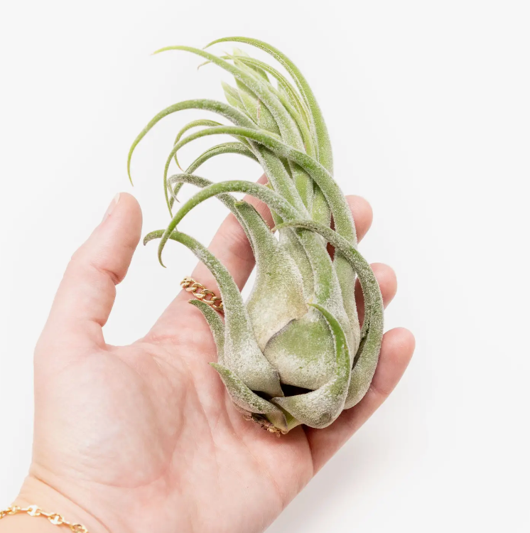 Tillandsia Seleriana Air Plants