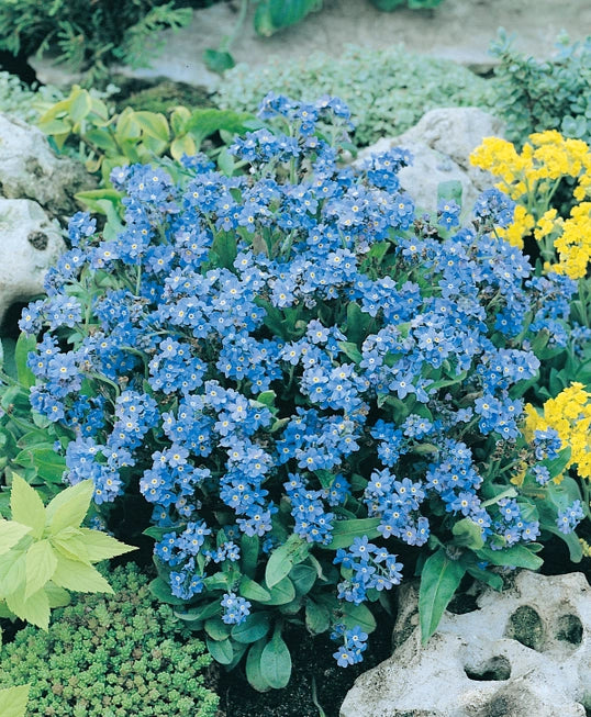 To Plant A Garden - Forget Me Not Seed Packets