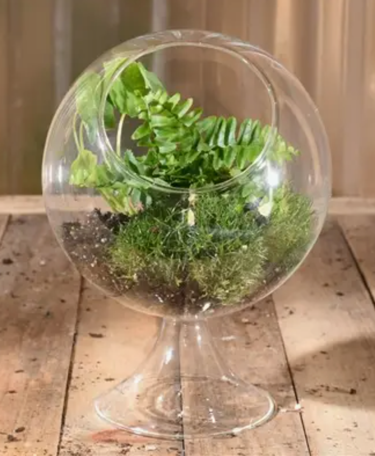 Sole Terrarium