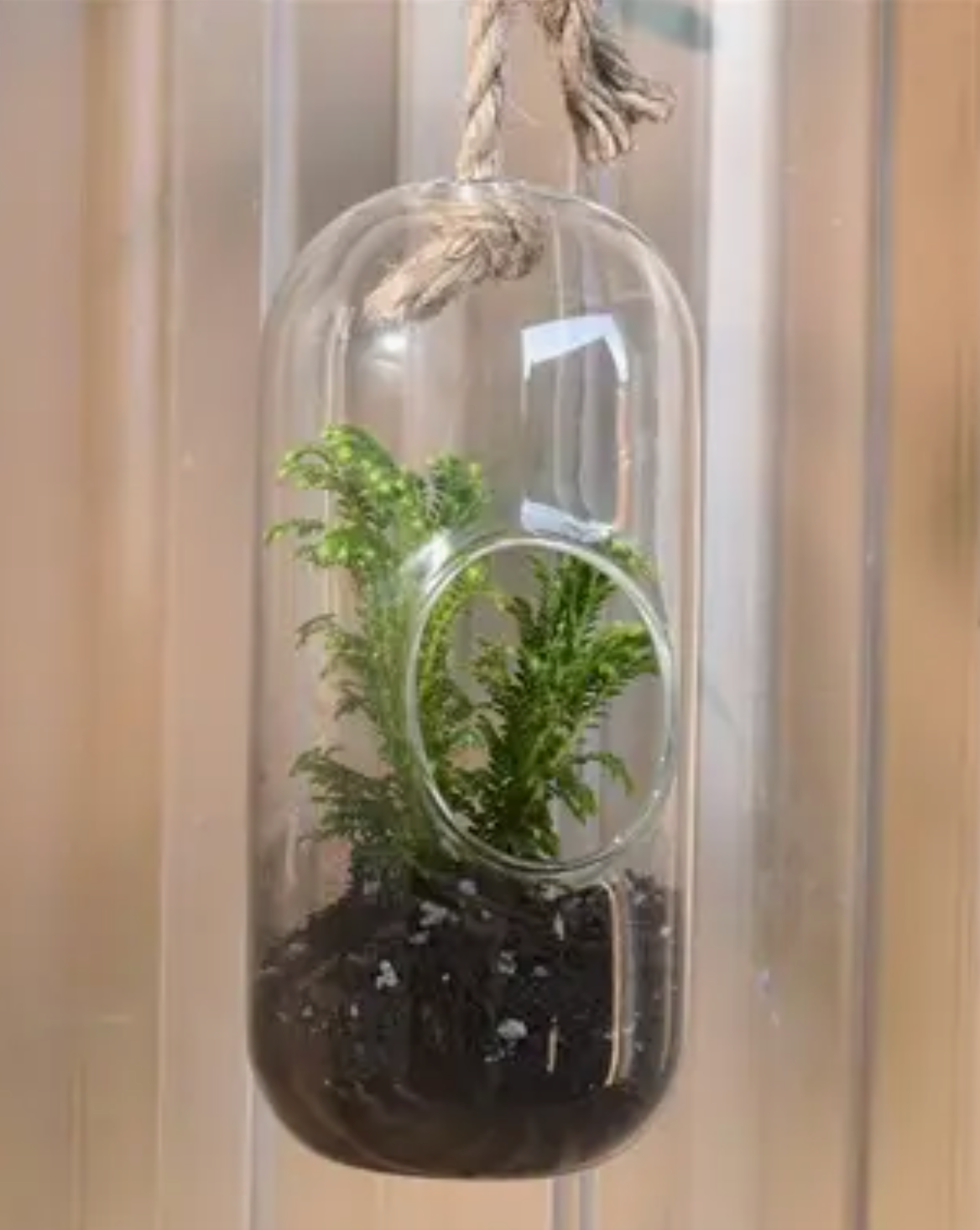 Sole Hanging Terrarium