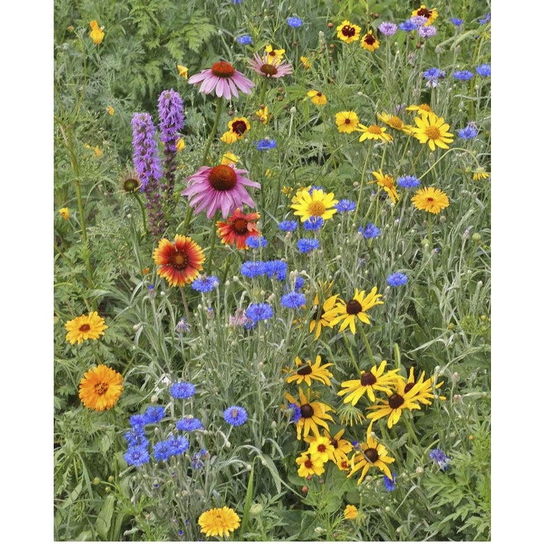 Scatter Garden | Songbird