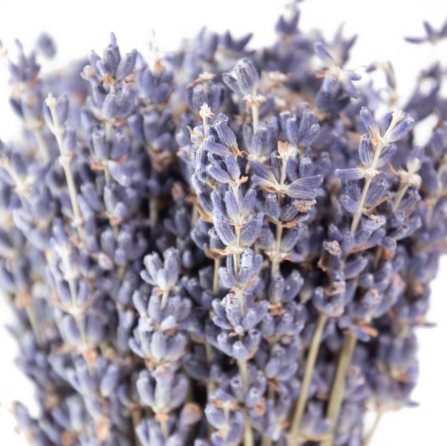Mini French Lavender Bouquet