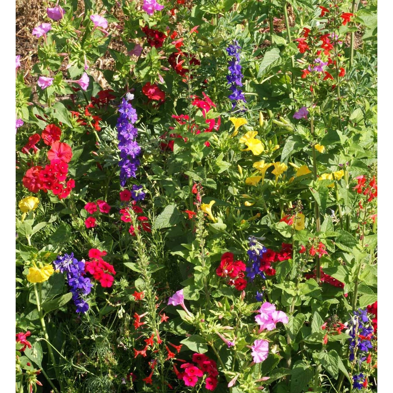 Garden Sprinkles | Hummingbird
