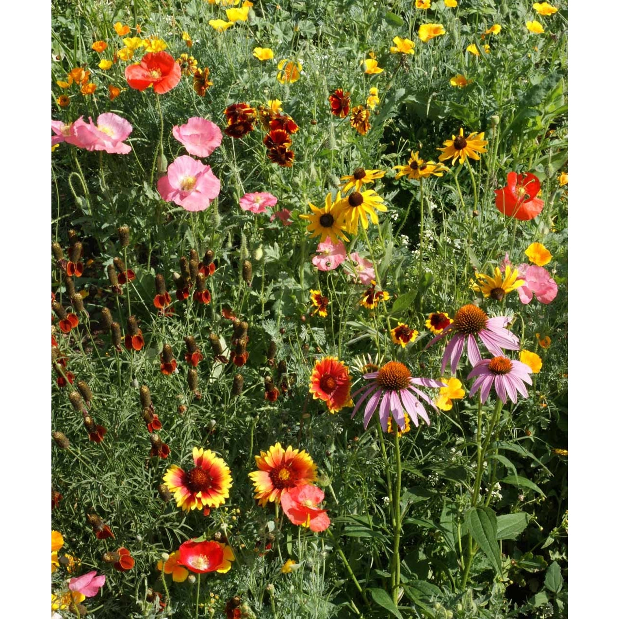 Garden Sprinkles | Wildflower