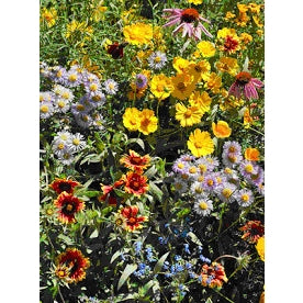 Garden Sprinkles | Honeybee